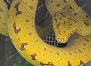 Biak Green Tree Python at Birmingham Reptiles