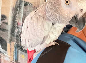 Fully Hand tamed African gray parrot