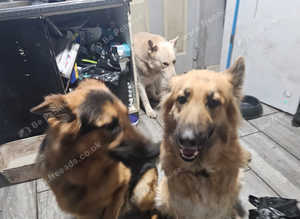 German shepherd puppies
