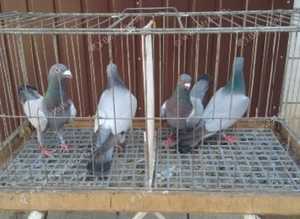 BARLESS BLUE RACING PIGEONS