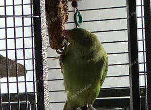 Baby ringneck