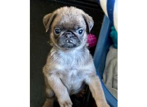 Merle and Coloured Pug Pups from health tested parents.