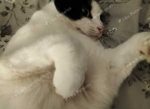 Cat Sitter