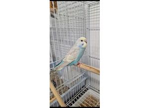 Baby Budgies available now