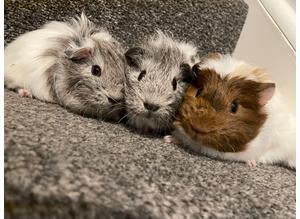 Male Guinea pigs ready now * 1 left*