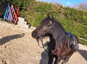 A brilliant lead rein pony 11.2