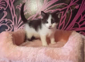 3 beautifull female black and white kittens l