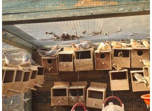 Bengalese adult finches available joblot £100