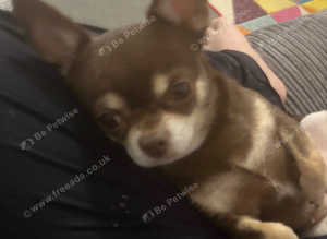 coco my female is looking for a stud