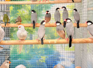 Doves, gauldians and finches