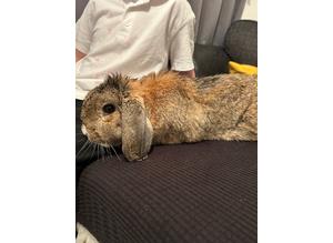 2 year old male rabbit