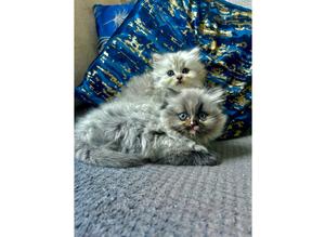 Rare Persian kittens for sale! <3