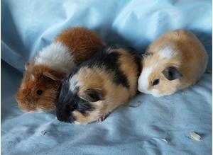 Beautiful baby guinea pigs