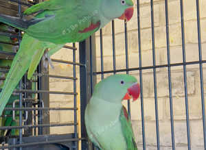 Stunning baby alexandrine parrot