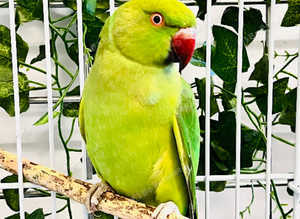Stunning baby Indian ringnick parrot