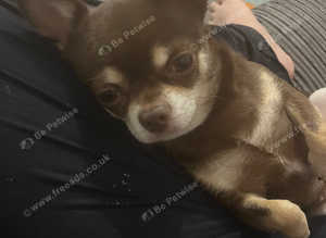 Looking for a male for coco