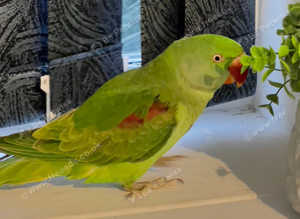 Stunning baby alexandrine parrot