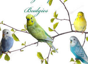 Hand Tame Budgie Chick Hen - Ready April