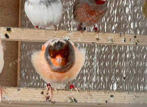 Canaries for sale