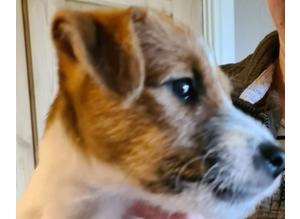 Wire fox terrier x jack Russell