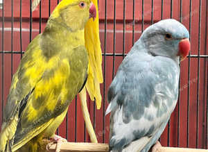Stunning rare pied blue and pied yellow ringnick