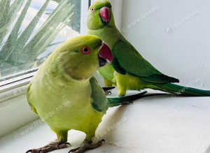 Beautiful young Indian ringnick parrot