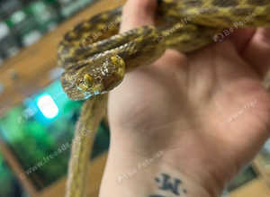 Gold Phase Cat Eyed Snakes at Birmingham Reptiles