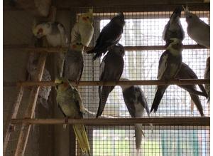 Selection of Cockatiels for sale