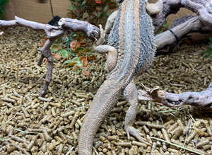 Thunderbolt Bearded Dragon at Birmingham Reptiles