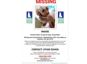 Missing apricot toy poodle