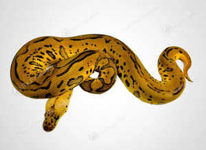 Make us an offer - ball pythons