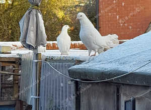 Straight tail doves
