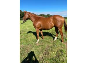 Thoroughbred colt 18month old