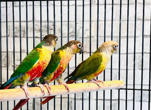 Beautiful conure parrot for sale