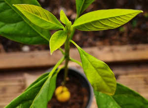 Avocado Plants