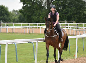 Purebred Arabian Gelding