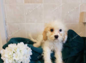 Beautiful miniature f1B cavapoo baby s. 2 boys available now! Will accept offers !! Please contact me!