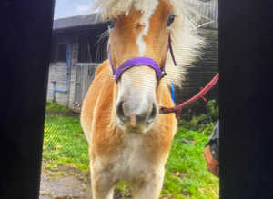 Haflinger gelding