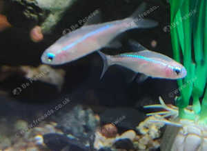 Assorted Tetra