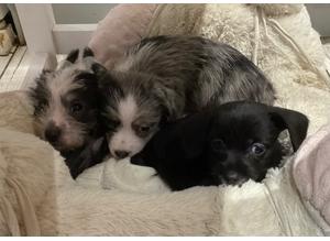 Cute little mixed breed puppies for sale