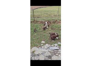 Red and white Border collie pups for sale