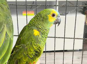 Stunning baby Red Lord and blue fronted Amazon