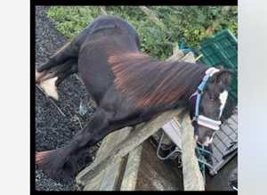 Gelding