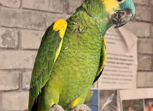 Stunning baby blue fronted Amazon Parrot