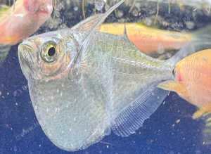 Silver Hatchet fish