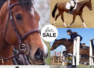 Stunning 4yo Mare showjumping/dressage/ Event prospects