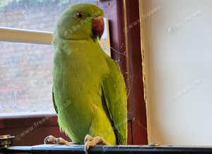 Baby green Indian ringnick parrot