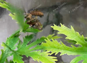 Dead Leaf Mantis including  Setup as Seen at Birmingham Reptiles