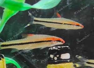 Red line Torpedo Barb