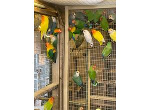 Pairs of lovebirds for sale